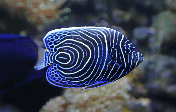 Непълнолетен император Angelfish