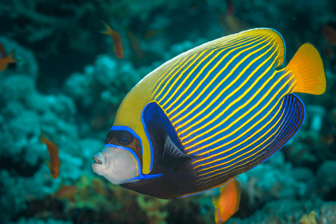 Император Angelfish Three