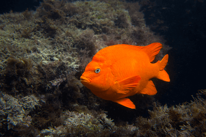 Garibaldi Fish: Калифорнийската държавна риба