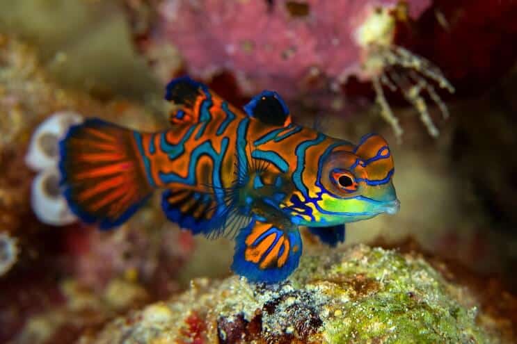 Mandarin Dragonet Външен вид