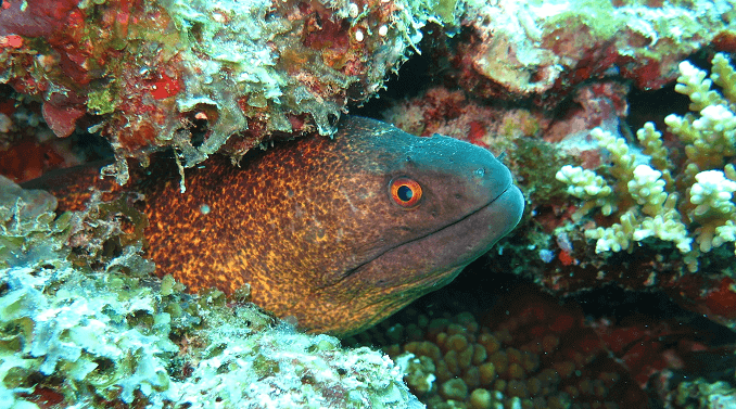 Жълт марж Морей змиорка