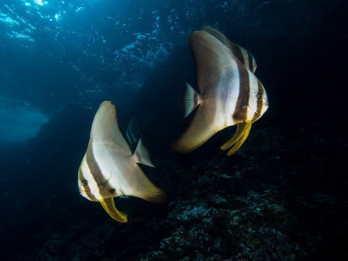 Pinnatus Batfish или Platax Pinnatus - Крайно ръководство за грижи 2020.