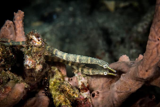 Двойка Pipefishes