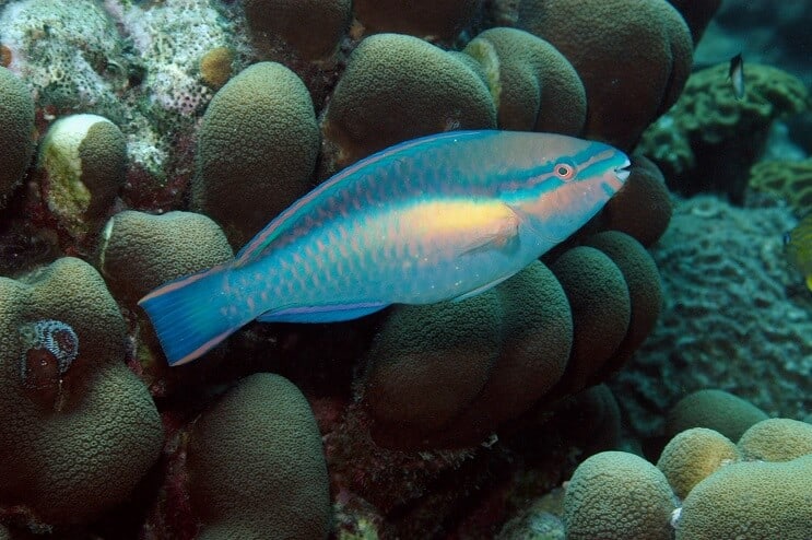 Принцеса Parrotfish